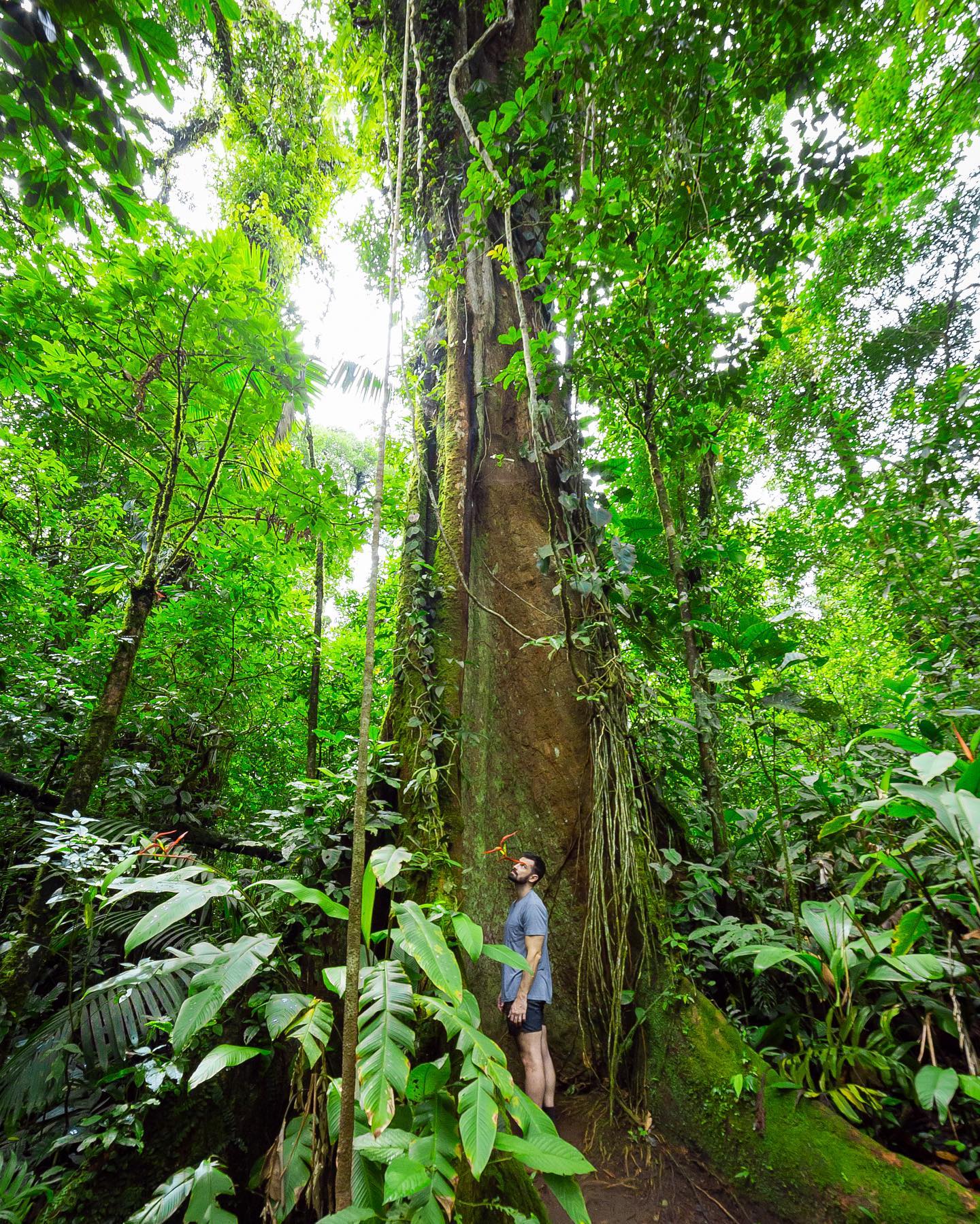 National Tree Day is celebrated in Costa Rica on June 15th! This celebration was established to create awareness on the necessity to protect forest areas!
.
Join us and learn more about the magical trees that we protect in Sensoria! Book today at sensoria.cr or reserve directly via WhatsApp at +506 8955-4971.
.
#experiencesensoria
.
#trees #treehugger #visitcostarica #thisiscostarica #travel #tourism #wonder #love #traveling #tour #costarica #sustainabletourism #sustainability #vacation #photooftheday #blueriver #waterfall #chasingwaterfalls #beauty #thermalspring #picoftheday #photooftheday #happiness #hiking #forest #rincondelavieja