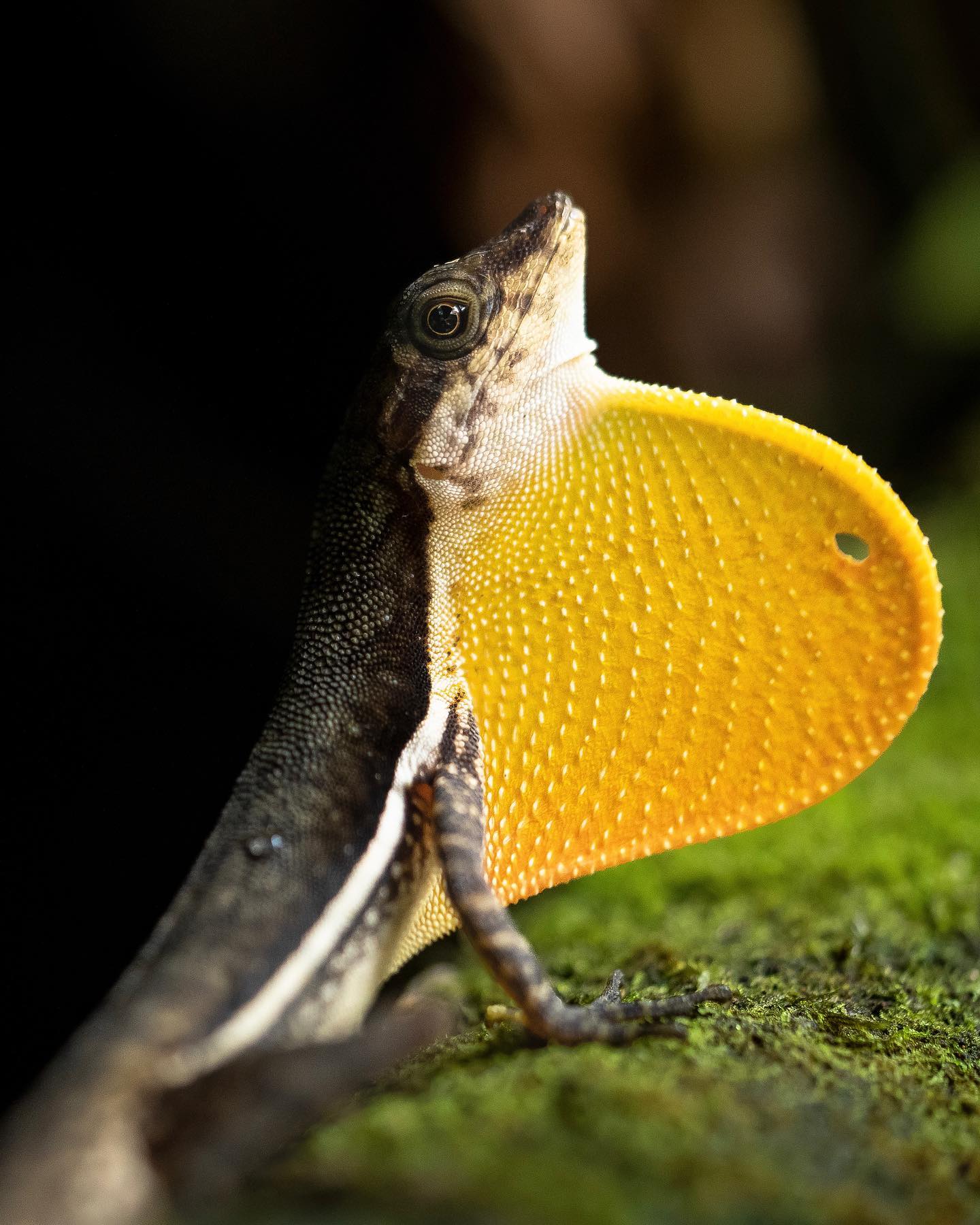 One of our magical neighbors!
.
This is a male Anole lizard (Norops oxylophus), found usually in low stones or vegetation near streams and water bodies. This adult male displays its bright colors to impress a nearby female.
.
Visit us to learn more about our magical rainforest and its creatures! Visit sensoria.cr or reach out via WhatsApp +506 8955-4971.
.
#experiencesensoria
.
#travel #costarica #nature #leisure #explore #tourism #visitcostarica #photography #wildlife #rainforest #independence #reptilesofinstagram #sensoriawildlife